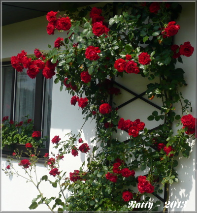 Letošní růže