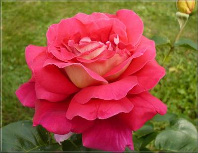 Růžička č.2  - Maruška v plném květu