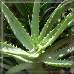 aloe.jpg